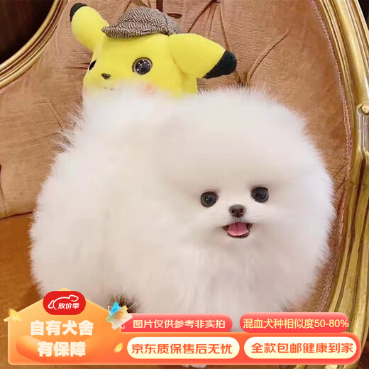 Mixed Chinese Pastoral Dog Golden Retriever Corgi German Shepherd Labrador Horse Dog Shiba Inu Bichon Frize Puppy Pet Dog Live Mixed Class German Shepherd Mixed