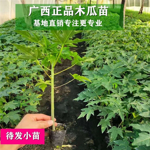 Papaya seedlings Thai golden milk papaya seedlings dwarf south and north planting potted ground planting annual fruit papaya fruit papaya 5 cm (with soil and leaves)