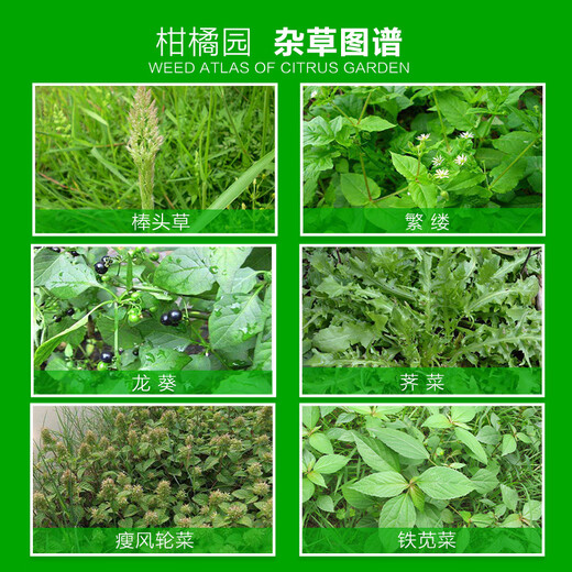 金帆达（JFD）757草甘膦铵盐草甘磷除草烂根剂荒地除杂草灭生性除草剂 2.5kg