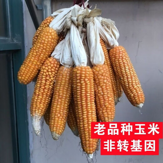 Princess Pomelo old variety yellow corn kernels self-saved seeds farmer stupid corn seeds can be self-saved old corn seeds 50 grams old corn seeds 100 grams