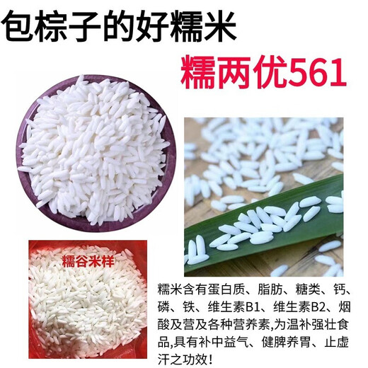 Nuoliangyou 561 hybrid glutinous rice seed has high yield, good waxiness and fragrance, medium-ripening and late-maturing indica type glutinous rice. Nuoliangyou 561 rice seed 5 bags*100g (1 Jin Jin is equal to 0.5 kg)