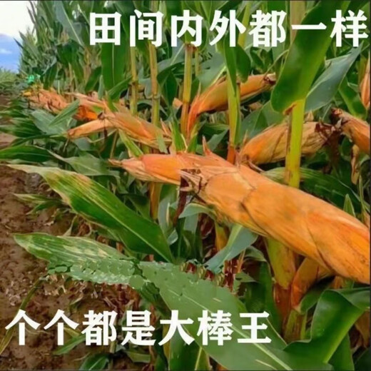 Spot new species Dongdan 509 double national-approved twin short-stem extra-large cob high-yielding corn seed purple stem purple root lodging resistance Big Mac Dongdan 509 whole bag 3.2 Jin Jin equals 0.5 kg per acre red axis long grain lodging resistance drought and pest resistance high temperature