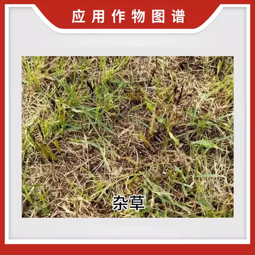 Nongzi 41% glyphosate weed killer Nongzi glyphosate isopropylamine salt weed killer pesticide 5kg