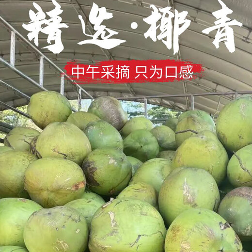 Xianyouji Hainan Wenchang Coconut Green Large Fruit Fresh Coconut Coconut for Pregnant Women is picked and sent with coconut opener and straw 6 coconuts with skin (3 Jin Jin for a single fruit is equal to 0.5 kg - 5 Jin Jin is equal to 0.5 kg)