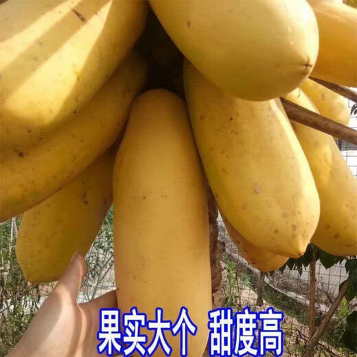 Papaya seedlings Thai golden milk papaya seedlings dwarf south and north planting potted ground planting annual fruit papaya fruit papaya 5 cm (with soil and leaves)