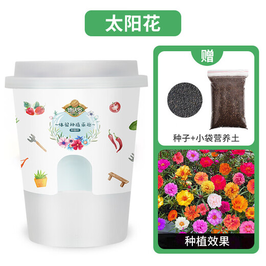 Devodo Sunflower Seeds DIY Children's Fun Planting Potted Sets Student Plant Observation Kindergarten Mini Potted Plants