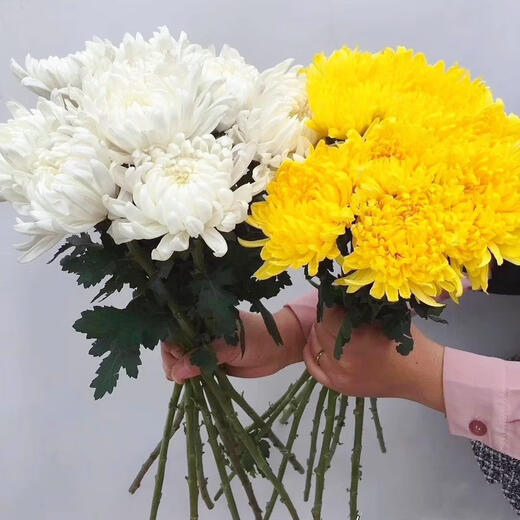 Garden new Qingming Festival yellow and white chrysanthemum flower bouquet for mourning, sweeping tombs, worshiping ancestors, worshiping mountains and praying to gods, Guangzhou base express delivery nationwide, 30 pieces of yellow chrysanthemums, vase not included