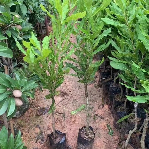 桂热一号坚果苗澳洲夏威夷果正宗矮化嫁接苗庭院常绿树苗带土发货 695号坚果四年【带营养杯发货】 90cm(含)-99cm(含)