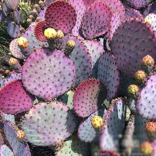 圣丽塔仙人掌 正版稀有耐热耐寒耐晒沙生花境植物龙舌兰户外庭院 圣丽塔 正版 多层(7-8片) 不含盆