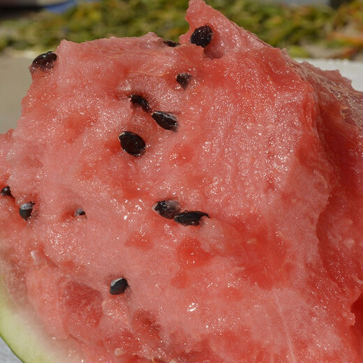 Zhongke Maohua Vegetable and Fruit Seeds Jinmeidu Watermelon Seeds Improved 8424 Kirin Melon High Purity Zhejiang Meidu Watermelon Seeds Jinmeidu 200 capsules/bag preferred