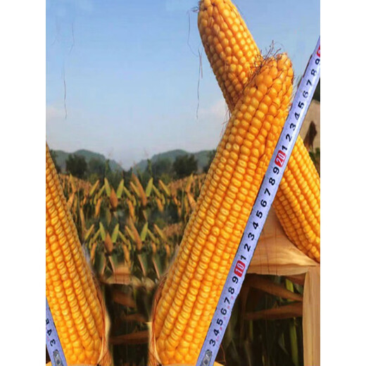 Dandong Liangyu 99 corn seeds National high-yield field early ripening stick miscellaneous Dongdan 1331 corn Good days 7384300 grains Original good days 738