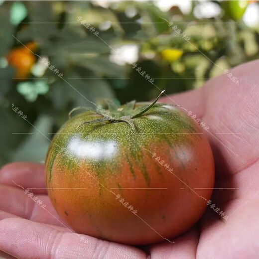 Fruit Strawberry Tomato Seeds Super Sweet Tomato Seedlings Northeast Iron Bark Seeds Balcony Field Spring, Autumn, and Winter Seasons Iron Bark Tomato Seeds #WG7 Original Pack of About 213