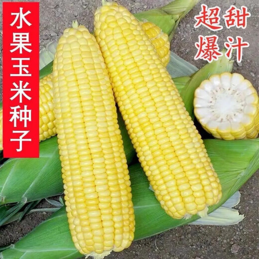 Super sweet fruit corn seeds, big sticks, early maturing, sweet and glutinous, can be eaten raw in the field all year round. Can be eaten raw. Super sweet fruit corn seeds, artificially selected new species, 101 seeds (2 packs+)