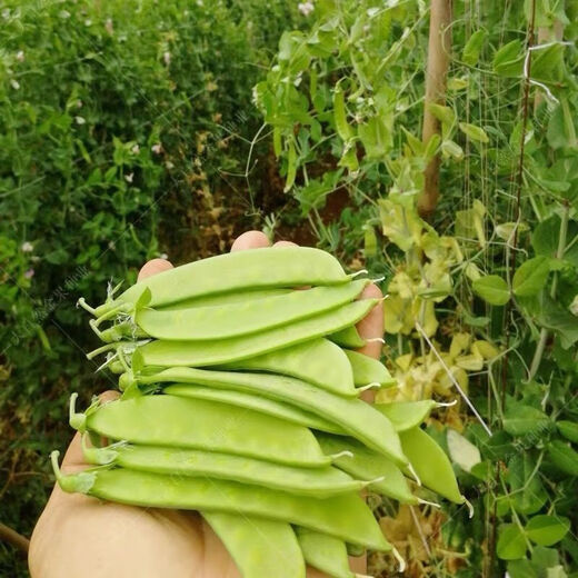 甜脆荷兰豆种子菜豌豆双花双夹耐寒农家自种秋冬季豆角菜种子 荷 荷兰豆种子[今年新种 #9898颗颗新种子--300粒