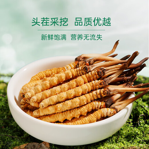 Zangxitang [erstes frisches Gras im Jahr 2025] Fresh Cordyceps sinensis, frischer Cordyceps sinensis, nahrhafte Nahrungsergänzungsmittel, 0,6 g/Wurzel, 30 Wurzeln