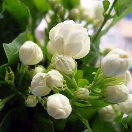 Jasmine seeds are easy to grow in all seasons, indoor balcony flower pots, perennial flowering seeds, tiger head jasmine 100 capsules + rooting powder, see description 2 for details