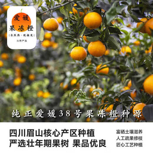 
Uncle Sam Sichuan Ehime No. 38 Jelly Orange Seasonal Fruit Citrus Rock Sugar Orange Orange Ugly Orange Gift Box New Year's Gift [Sweet-Tribute Fruit] 20-Year-Old Tree | Single Fruit 75-80mm 5Jin [Jin equals 0.5kg] Gift Box [Gift Recommendation] Net 4.5Jin [Jin equals 0.5kg]