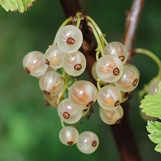 Currant Seeds Gooseberry Tree Potted Fruit Berry Seeds Patio Balcony Red Currant Seeds Selected 1 Pack of 100 Capsules