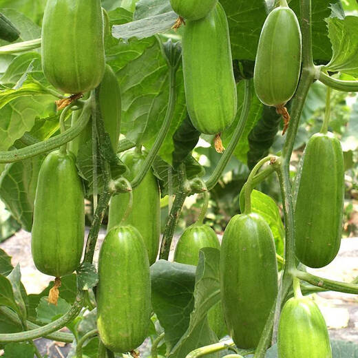 Shouhe melon seeds Shandong crispy Shouguang Boyang large white sand honey fruit sowing in winter and spring planting early maturing extra large eight-sided crispy melon seeds about 60 pieces x 2 bags