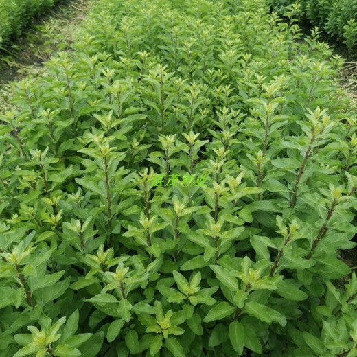 Lycium barbarum seed seedlings for four-season vegetable leaves, wolfberry seed potted plants for balcony and courtyard, four-season planting of wolfberry leaf vegetable seeds, 100 capsules