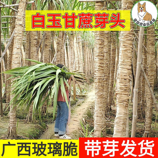 Asarum Guangxi Muge White Jade Sugar Cane Seeds Authentic Glass Crisp Seedlings Origin Straight Hair with Buds Delivered 15 Roots