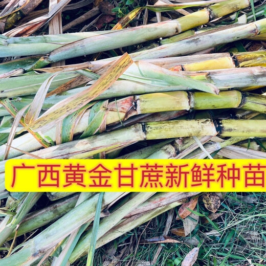 Jingyu Guangxi Golden Sugarcane Fresh Seedlings 5 Yellow Sugarcane Roots