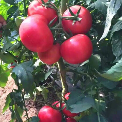 Farmer's Big Pink Tomato Seeds Big Red Four Seasons Woolly Pink Persimmon Seeds Tomato Seedlings Balcony Garden Vegetable Seeds Big Tomato Seeds 366 + Song Fertilizer