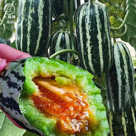 Dayu Boyang No. 9 melon seed seedlings, honeydew melon, eight-mile crispy melon seeds, old varieties, Boyang series Xiangyang No. 9 melon seeds, 20 capsules, 2 bags