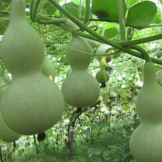 Treasure gourd seeds edible vegetable gourd vegetable seeds spring planting large gourd seeds flower seeds easy to grow in spring treasure gourd seeds - new species of the season original pack of about 11 seeds -