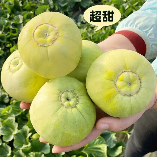 Xiangbin Japanese Sweet Treasure Melon Seeds Extra Large Authentic Spring Season Fruit Seeds Super Sweet Watermelon Muskmelon Seeds Japanese Sweet Treasure Seeds 100 original x2 packs