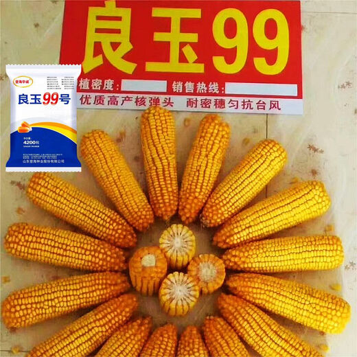 Arbre de semence de maïs Liangyu 99 à rendement stable approuvé au niveau national, grain fin, résistant aux températures profondes, résistant à la verse, résistant aux maladies, semence de maïs à rendement super stable, Liangyu 99 original, 4200 grains, un acre de terre