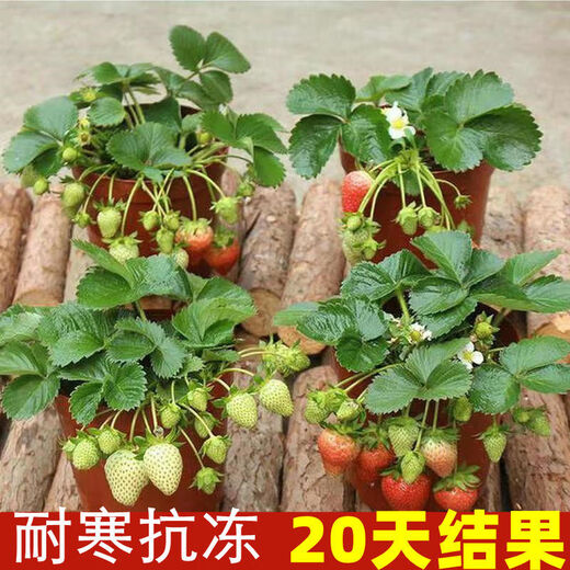 (Results 20 days after the slow seedling period) Cream Strawberry Seedlings Potted Four-Season Strawberry Saplings Planted in the South and North Cream Strawberry All-Season Fruits Cold-resistant and Freezing-resistant (1 seedling) The amount of fruit is average*