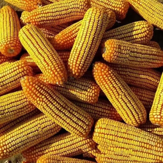 Suiyiman Jingke 968 high-yielding corn seeds, short stems and big sticks, drought-resistant and high-temperature resistant purple gold version white shaft corn seeds purple gold version original 4000 grains 2 bags