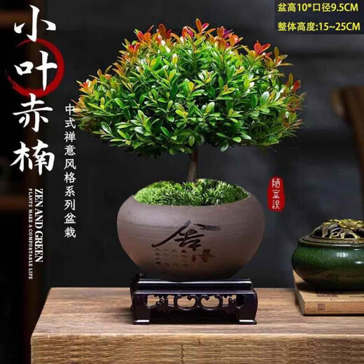 Jingyouyu golden nanmu small-leaf red phoebe bonsai old pile potted seedlings flower office desktop small green plants good for all seasons small-leaf red phoebe + shede ceramic round pot + square base + moss + fertilizer, tray not included