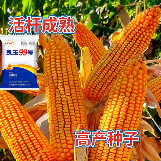 Arbre de semence de maïs Liangyu 99 à rendement stable approuvé au niveau national, grain fin, résistant aux températures profondes, résistant à la verse, résistant aux maladies, semence de maïs à rendement super stable, Liangyu 99 original, 4200 grains, un acre de terre