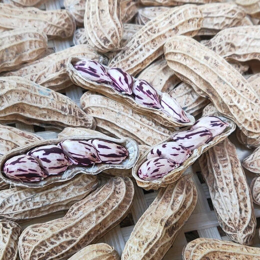 Miao Chongchong New Arrival Colorful Peanut Seeds Vegetable Seeds Old Variety Flower Skin Purple Flower Caiyi Fairy Colorful Peanut 40g X1 Bag