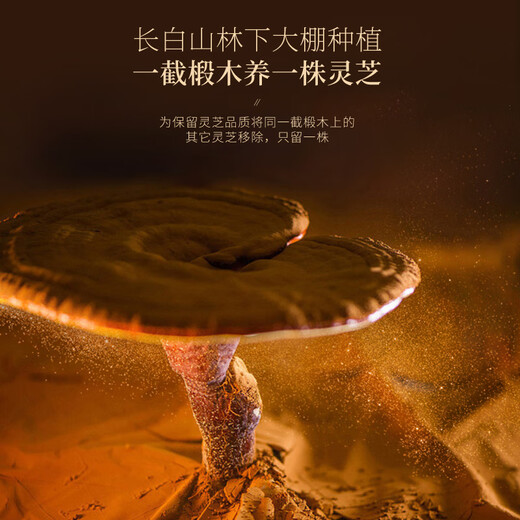 Fudonghai Broken Ganoderma Lucidum Spore Powder 100g Total triterpenes up to 15g Red Ganoderma lucidum enhances immunity for middle-aged and elderly people