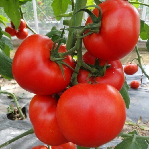 Farmer's Big Pink Tomato Seeds Big Red Four Seasons Woolly Pink Persimmon Seeds Tomato Seedlings Balcony Garden Vegetable Seeds Big Tomato Seeds 366 + Song Fertilizer