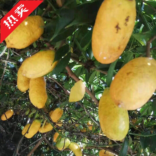 Qiuying September yellow sapling seeds, cow egg lump seedlings, August melon seedlings, five-leafed tree seedlings, wild golden bananas, September yellow seedlings, 2 large seedlings, 30-50cm