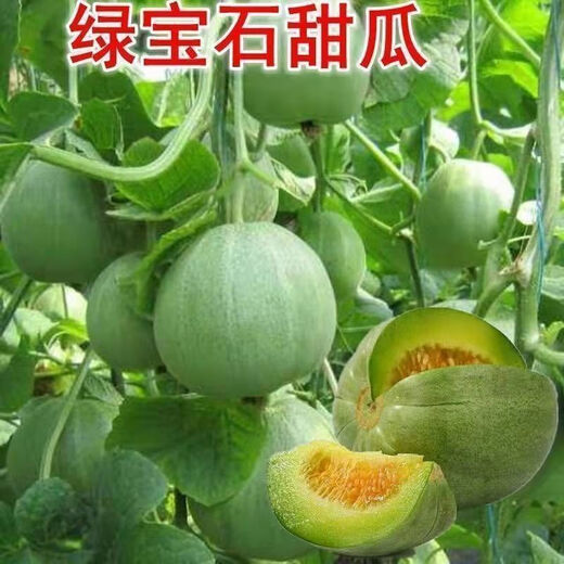 Ice Jade Melon Seeds Super Sweet Thin-Skinned Emerald Cantaloupe Spring and Autumn Early Ripening Four Seasons Balcony Fruit Seeds Ice Jade Emerald Melon Seeds Song Fertilizer Original New Seeds 1 Pack of Approximately 95 Pieces