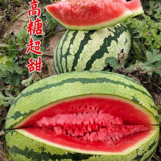 Jincheng No. 5 Sweet King Watermelon Seed Seed High Yield Black Jingxin Fruit Giant Extra Large Four Seasons Lazy Super Jincheng No. 5 100 capsules bag, really sweet, really big, really