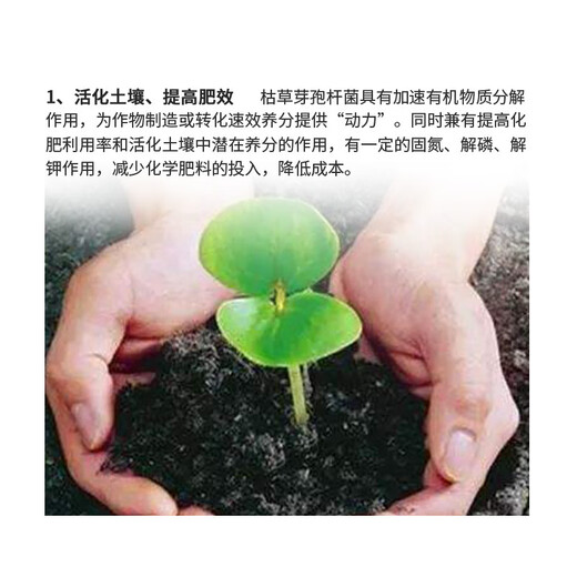 Biological Bacillus subtilis microbial inoculant bacterial fertilizer probiotic fertilizer agricultural nitrogen fixation and disease prevention 1kg 1.0kg