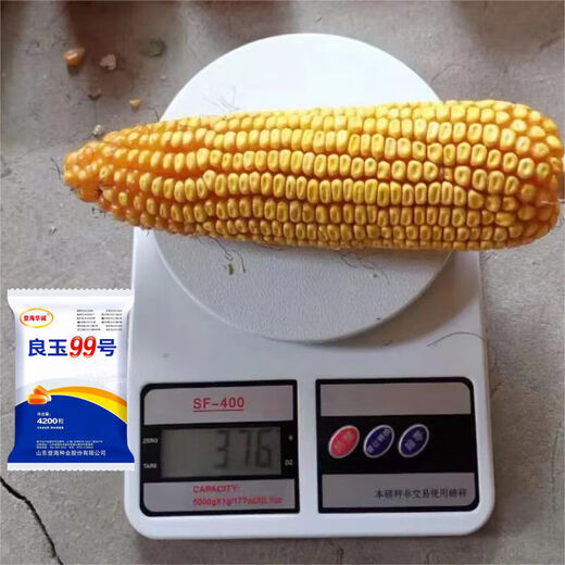 Arbre de semence de maïs Liangyu 99 à rendement stable approuvé au niveau national, grain fin, résistant aux températures profondes, résistant à la verse, résistant aux maladies, semence de maïs à rendement super stable, Liangyu 99 original, 4200 grains, un acre de terre