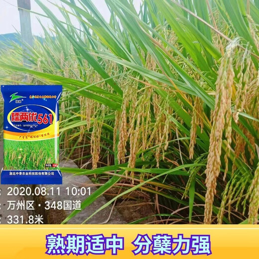 Nuoliangyou 561 hybrid glutinous rice seed has high yield, good waxiness and fragrance, medium-ripening and late-maturing indica type glutinous rice. Nuoliangyou 561 rice seed 5 bags*100g (1 Jin Jin is equal to 0.5 kg)