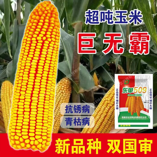 Spot new species Dongdan 509 double national-approved twin short-stem extra-large cob high-yielding corn seed purple stem purple root lodging resistance Big Mac Dongdan 509 whole bag 3.2 Jin Jin equals 0.5 kg per acre red axis long grain lodging resistance drought and pest resistance high temperature