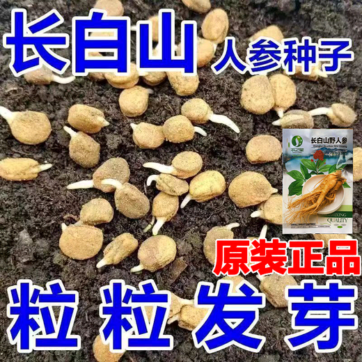 Changbai Mountain ginseng seeds, wild ginseng seeds, easy to grow Chinese medicinal materials in all seasons, easy to live indoor flower pots, ginseng seeds, shipped without buds, big sale, 3 bags selected, about 156 capsules