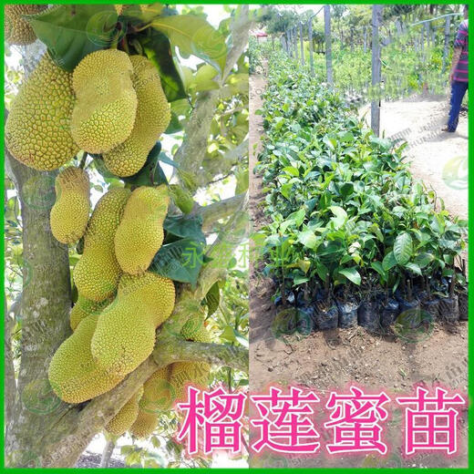 Durian honey seeds bear fruit early in the year, jackfruit, jackfruit, durian honey seeds, durian seeds, fruit seeds, durian honey seeds 2 capsules