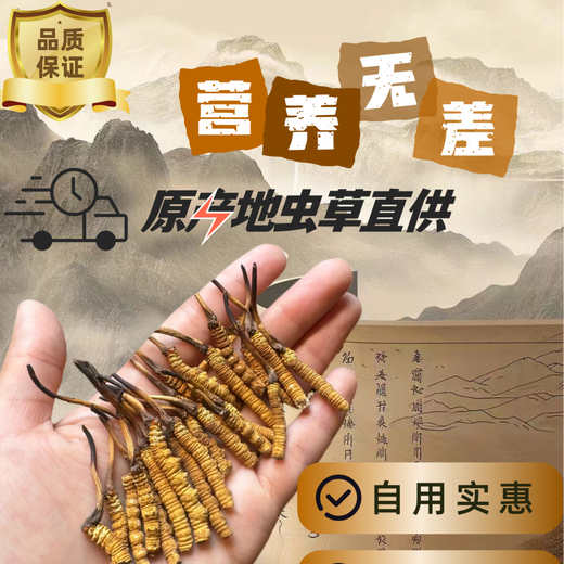 正宗藏区高海拔冬虫夏草断草整肉节10克大瓶装自用家庭装干货正品 西藏那曲精品整肉节5克