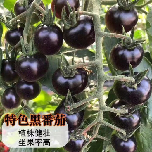 Black Pearl Cherry Tomato Seeds Four-Season Balcony Potted Plants Easy to Grow Black Jewel Tomato Fruit-Type Vegetable Seeds Black Pearl Little Saint Tomato Seeds 6 Trial Seeds Rare and Expensive