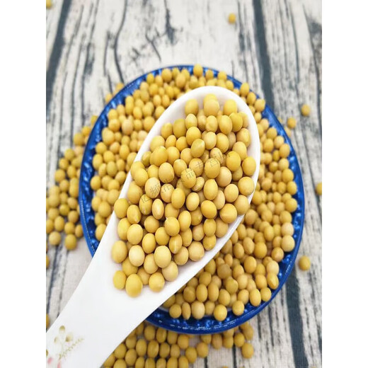 红允纳豆专用黄豆极小粒690小黄豆农家自种豆芽豆小金黄 纳豆专用 690小金黄豆 净重五斤